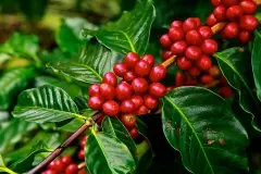 耶加雪菲红樱桃莉可处理厂介绍 红樱桃计划的咖啡豆产区细分