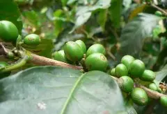 厄瓜多尔王牌咖啡豆介绍 最好的种植咖啡条件加拉巴哥群岛介绍