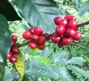 斯里兰卡锡兰、大吉岭、以及滇红英红正山小品红茶风味区别