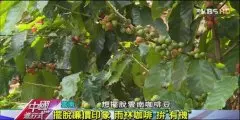 【中国云南咖啡】1公斤1.3万！探密云南“雨林咖啡”