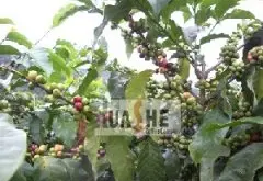 来自云南咖啡产区的精品豆--普洱咖啡 中国云南咖啡怎么样？