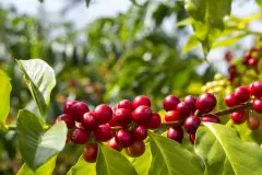 中国云南咖啡1斤咖啡豆价格不如1杯咖啡 只因行业标准缺乏和混乱