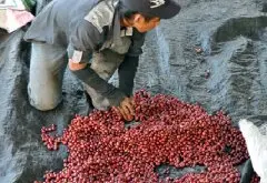 咖啡的天然牧场-哥伦比亚 哥伦比亚特级咖啡依据生豆尺寸来分类