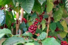 墨西哥咖啡农业生态学研究与墨西哥有机咖啡小农尊严