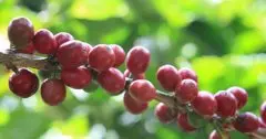 哥伦比亚咖啡庄园最新开发的日晒处理法介绍 超高海拔咖啡风味