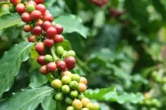 肯尼亚今年最好喝的咖啡 刚铎处理厂水洗SL28专业评测