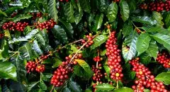 哥伦比亚咖啡希望庄园最好的艺伎批次 花见独特名称的由来