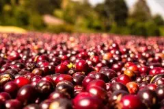 红樱桃咖啡烘焙参数 风味描述以及杯测回馈 咖啡豆 红樱桃 g1