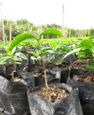 探访危地马拉安提瓜咖啡庄园 简直阿拉比卡嫁接罗布斯塔咖啡树