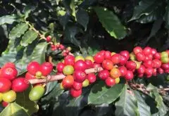 哥伦比亚咖啡的物种形态、产地品质与哥伦比亚咖啡的独特风味