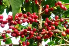 埃塞俄比亚最特殊的几个咖啡产区介绍 ECX专业评定风味介绍
