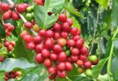 耶加雪菲丘坝私人处理厂水洗红樱桃介绍 红樱桃咖啡生豆等级评定