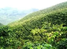 中国最适合种植咖啡的微气候地域介绍 咖啡种植对环境的需求