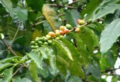 西达摩咖啡小产区古吉产区的小农是如何处理咖啡生豆的