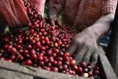 星巴克肯尼亚咖啡豆风味介绍 手冲肯尼亚咖啡风味