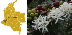哥伦比亚考卡咖啡风味 手冲哥伦比亚COE卓越杯优胜咖啡豆参数建议