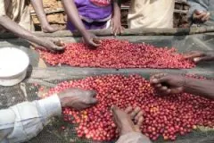 耶加雪菲和各大产区的咖啡风味对比 最高等级的肯尼亚咖啡AA++