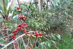 埃塞俄比亚利姆Limu产区水洗G1咖啡风味水洗利姆咖啡豆怎么喝