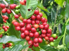 耶加雪菲咖啡豆GERA口感特点 埃塞俄比亚咖啡产区风味介绍