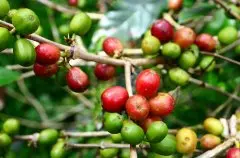 怎么喝危地马拉薇薇特南果角落咖啡庄园 咖啡品种、咖啡风味