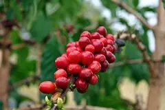 危地马拉薇薇特南果咖啡高原宝湖庄园风味特点口感描述