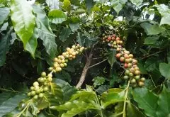 星巴克危地马拉咖啡豆风味特点 安提瓜咖啡庄园咖啡豆