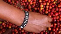 非洲单一庄园咖啡-肯尼亚祈安布亚拉庄园AA咖啡豆冲煮参数介绍