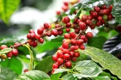 萨尔瓦多咖啡豆SHG安达露西亚庄园 水洗帕卡马拉咖啡豆风味描述