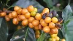 危地马拉产地区美景庄园SHB等级咖啡豆品种风味口感特点描述