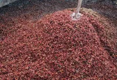 萨尔瓦多唐海梅庄园蜜处理帕卡马拉咖啡豆风味特点介绍