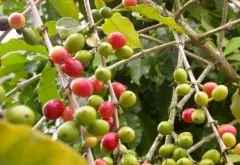 哥斯达黎加塔拉珠微批次咖啡豆风味品质如何