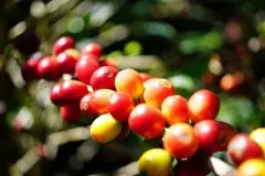 BOP最佳巴拿马2017年第一名，唐朱莉安庄园皇家帕卡马拉咖啡豆