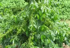 咖啡树自己家里能种吗 先来了解咖啡豆从种植到采摘的全过程！