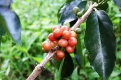 哥伦比亚咖啡豆-圣阿洛夫小农 粉红波旁珍稀品种咖啡风味描述