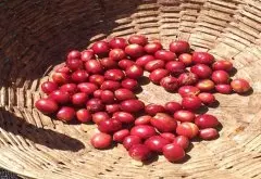 肯尼亚Nyeri产区咖啡介绍 肯亚尼耶利\尼耶里咖啡产区庄园处理厂