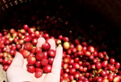 肯尼亚咖啡产区Nyeri喜莉可 珍珠圆豆咖啡风味描述 手冲肯亚咖啡