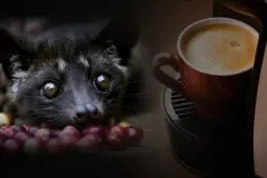 麝香猫咖啡豆产地很多-柬埔寨麝香猫咖啡你听说过吗？