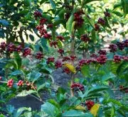 巴拿马努果庄园蜜处理瑰夏咖啡豆口感风味特点描述 蜜处理瑰夏