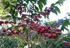 买“牙买加蓝山咖啡豆”做手信的5个理由 蓝山咖啡什么牌子好？