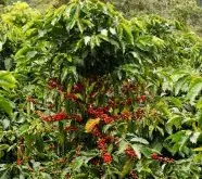 阿拉比卡咖啡豆&产地介绍 为何阿拉比卡咖啡因含量最少反而最贵？