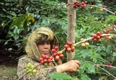 咖啡树种植的常识 咖啡树自己家里能种吗 咖啡树的灾害有哪些