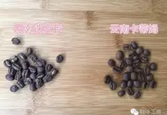 云南小粒咖啡是什么品种 铁皮卡和卡蒂姆的区别是什么 怎么冲好喝