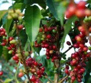 三大咖啡品种阿拉比卡、罗布斯塔与利伯利卡 阿拉比卡咖啡豆特点