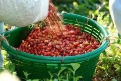 阿拉比卡种的咖啡豆风味优于罗布斯塔咖啡的原因 罗布斯塔口感
