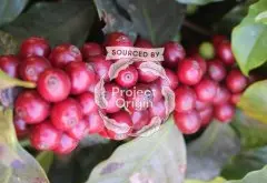 咖啡行业是如何界定罗布斯塔和阿拉比卡咖啡豆？罗伯斯塔咖啡豆
