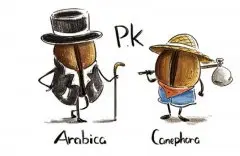 咖啡豆等级分类-认识咖啡豆两大家族──阿拉比卡和卡内弗拉