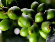 萨尔瓦多圣罗莎COE冠军庄园水洗帕卡玛拉咖啡豆介绍及冲煮建议