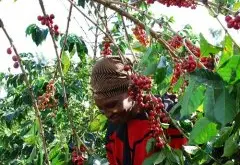 肯尼亚Nyeri地区Gachatha嘎恰莎处理厂咖啡风味口感是什么？