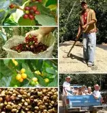 世界上第四大咖啡生产地墨西哥风味幼滑而芳香风乾橘味、坚果等