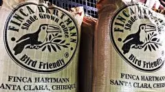 巴拿马咖啡的强项：日晒豆稳定的工艺与系统分析的能力，出品一流